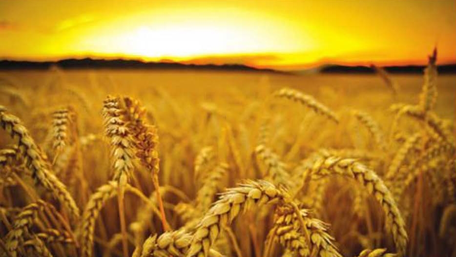 wheat.jpg