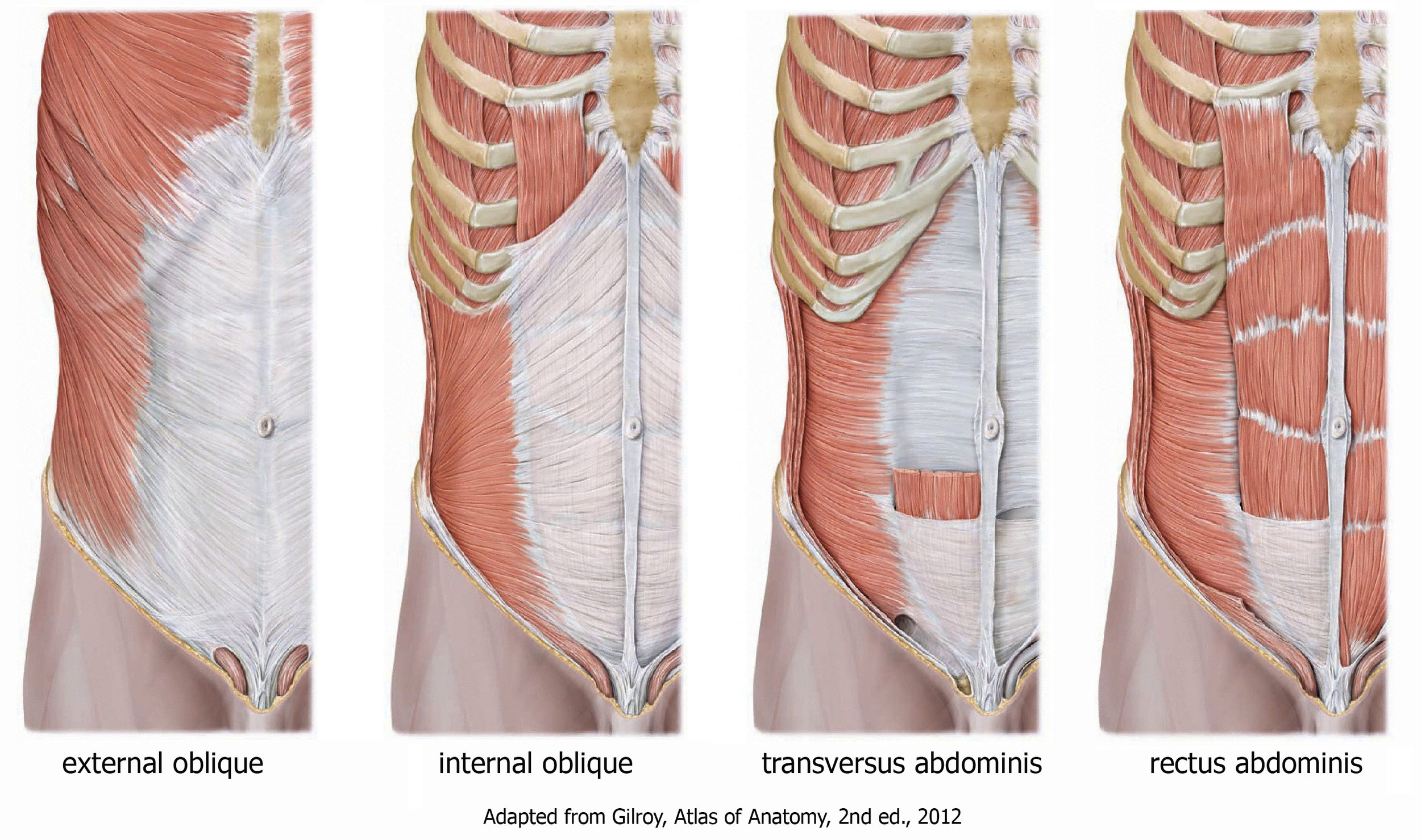 Rib Flares, Asymmetries and Air Flow Sense