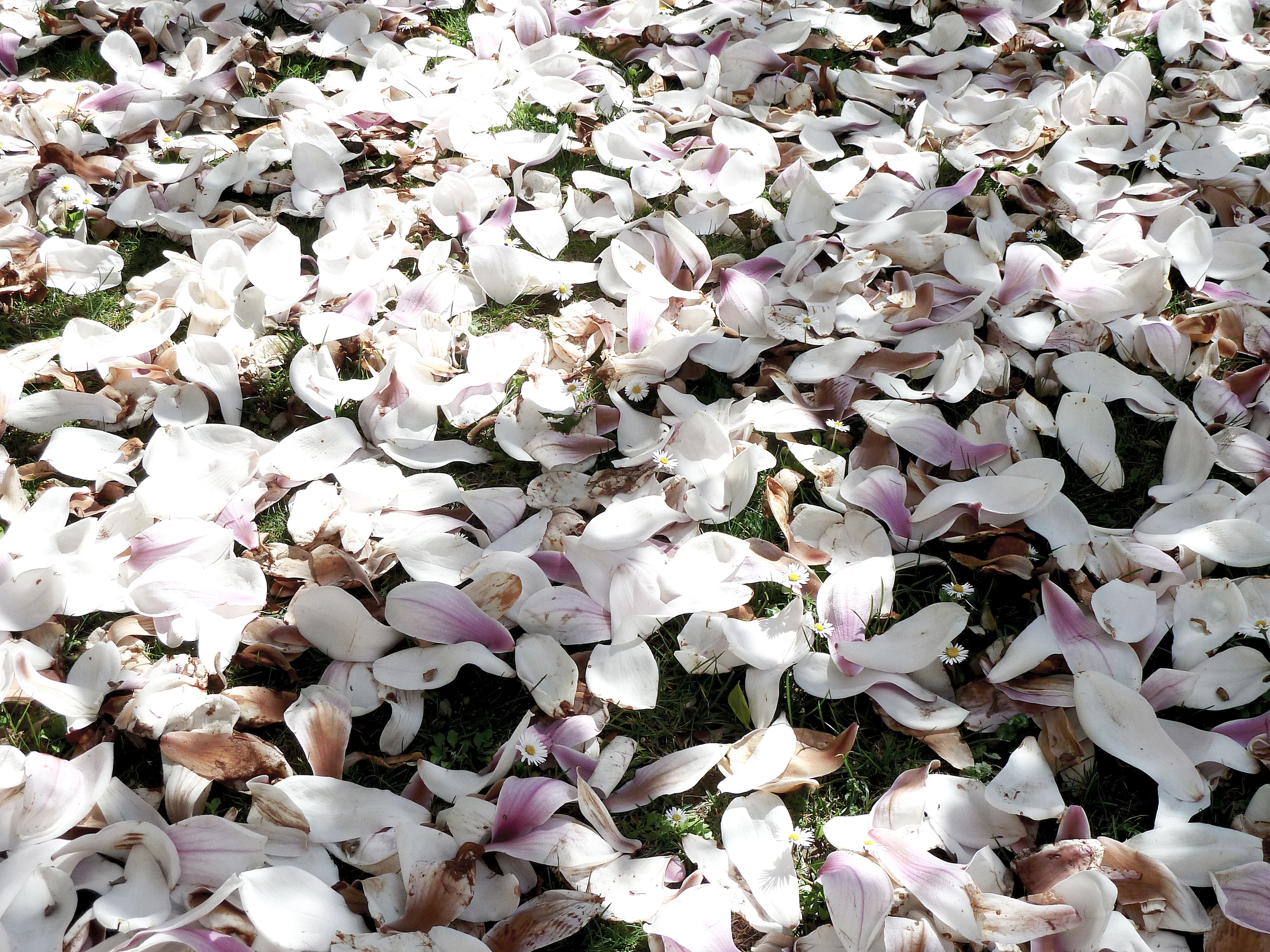 petals.jpg