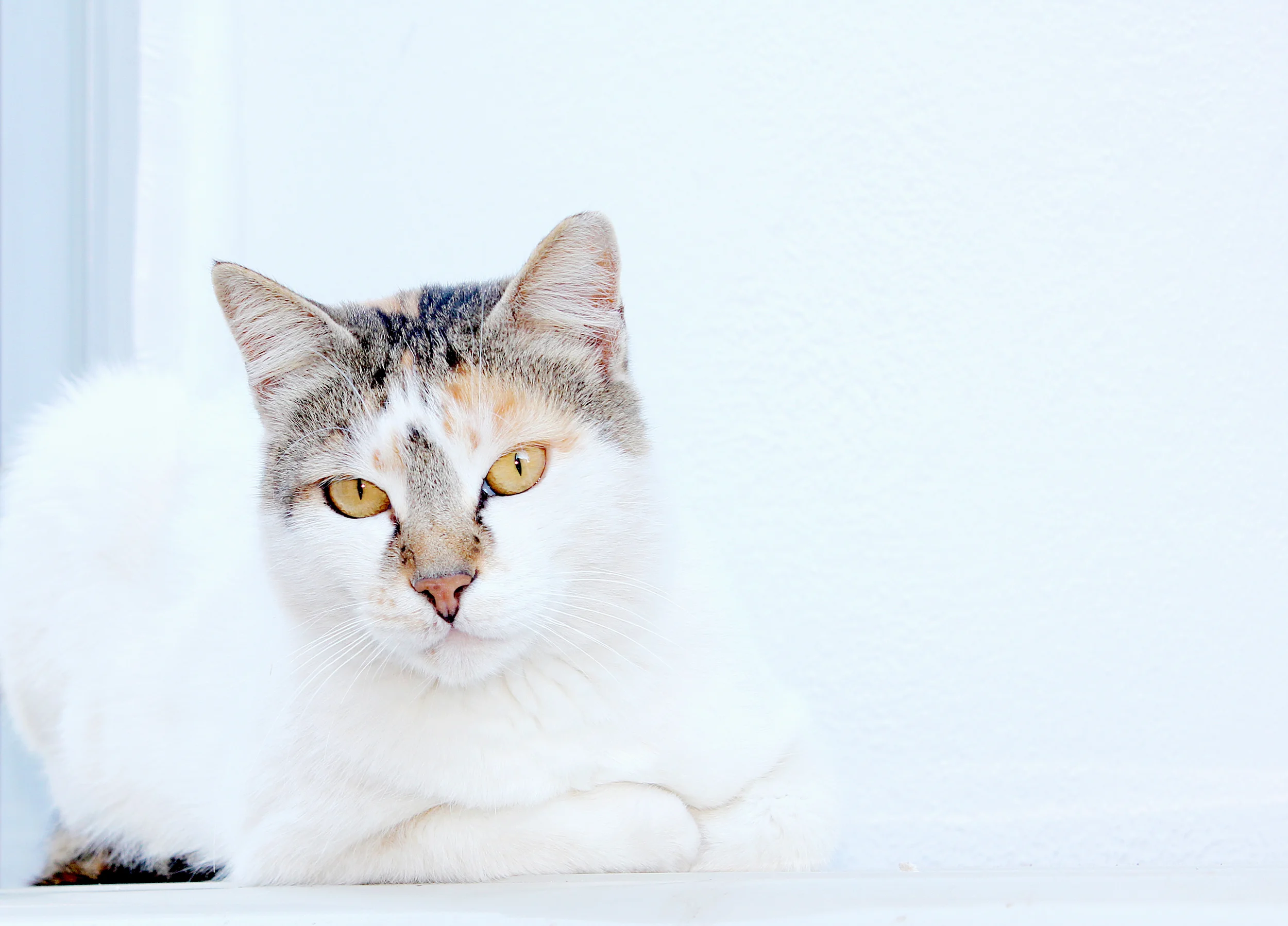 white cat v2.jpg