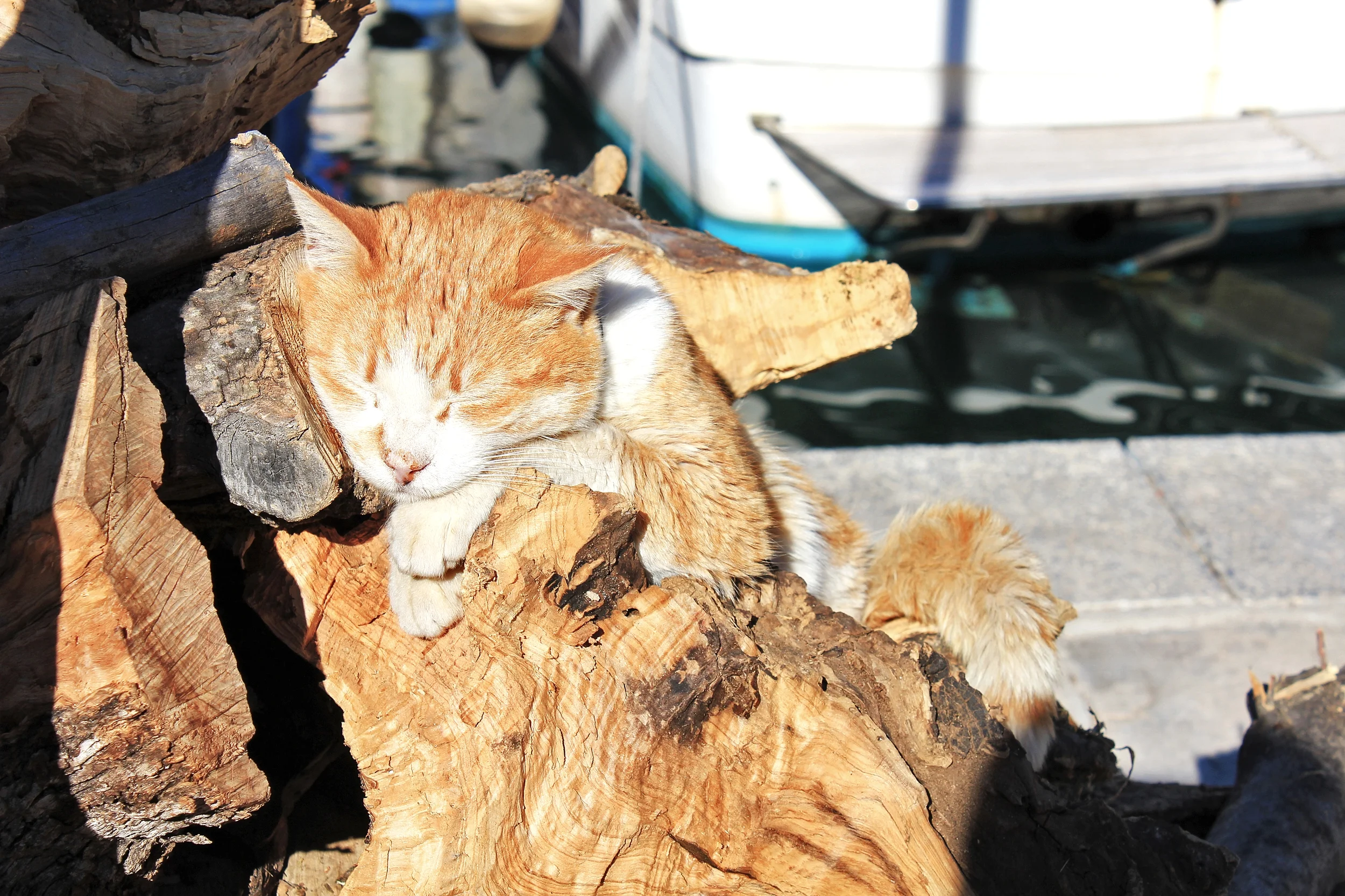 sleeping cat v1.jpg