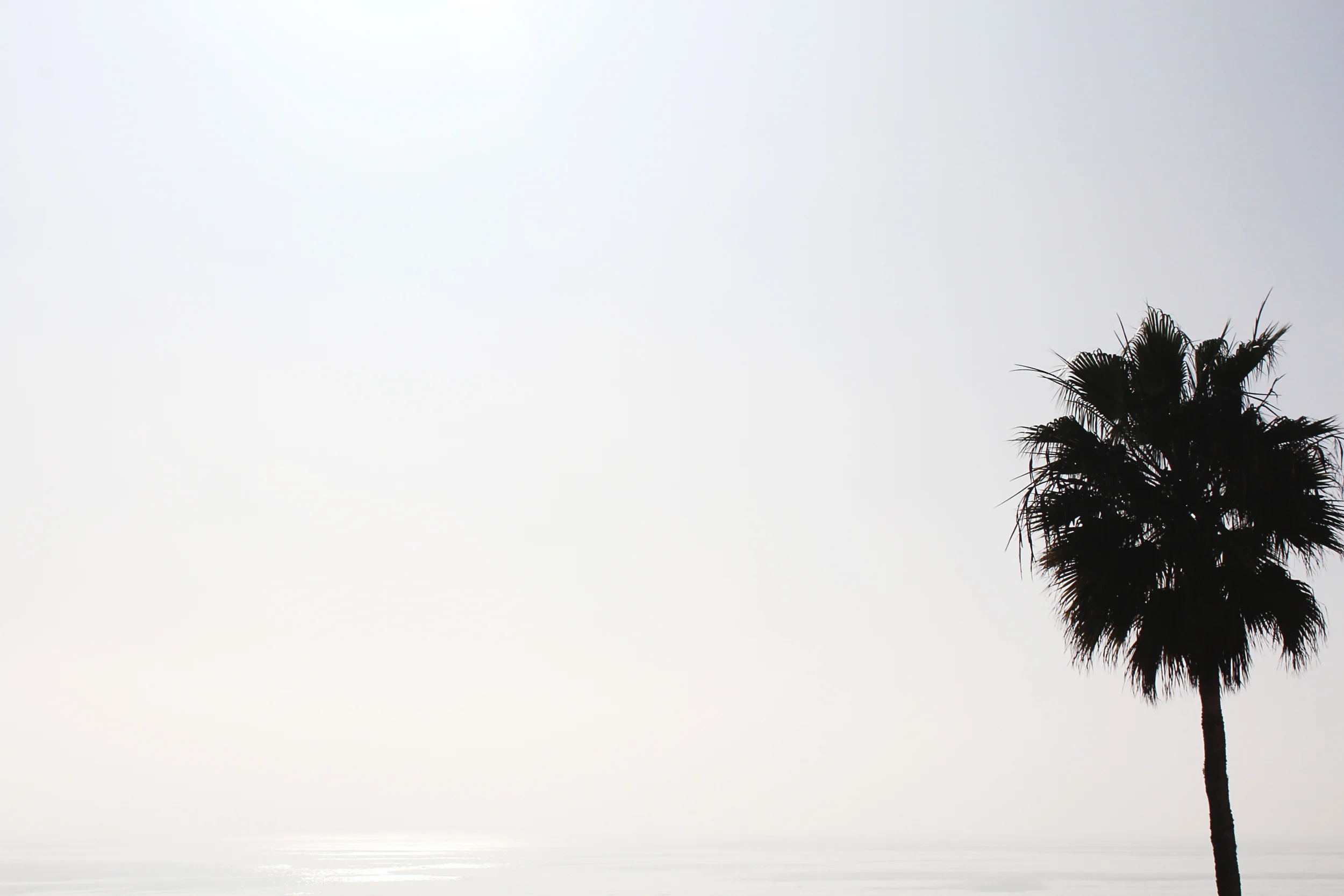 malibu palm tree.jpg