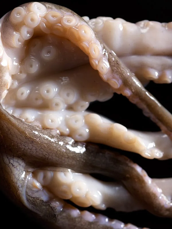F_OctopusLegs1_006.jpg