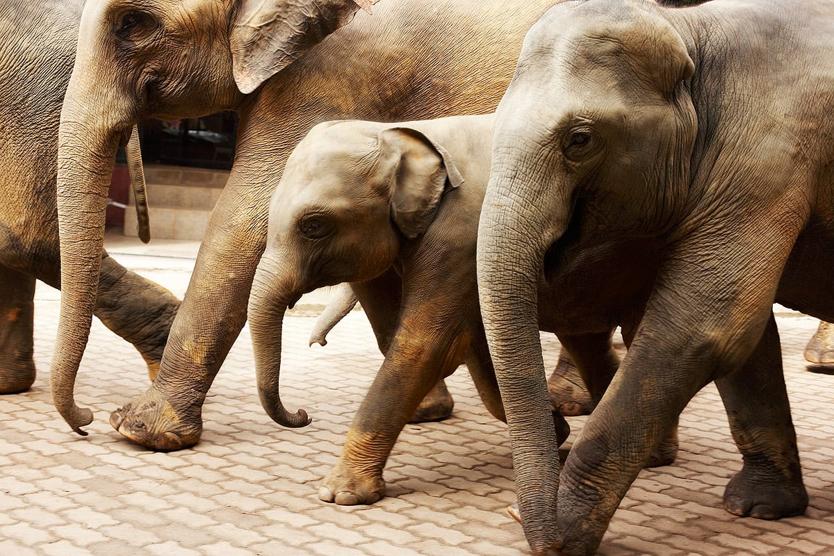 SriLanka_MG_2605.jpg