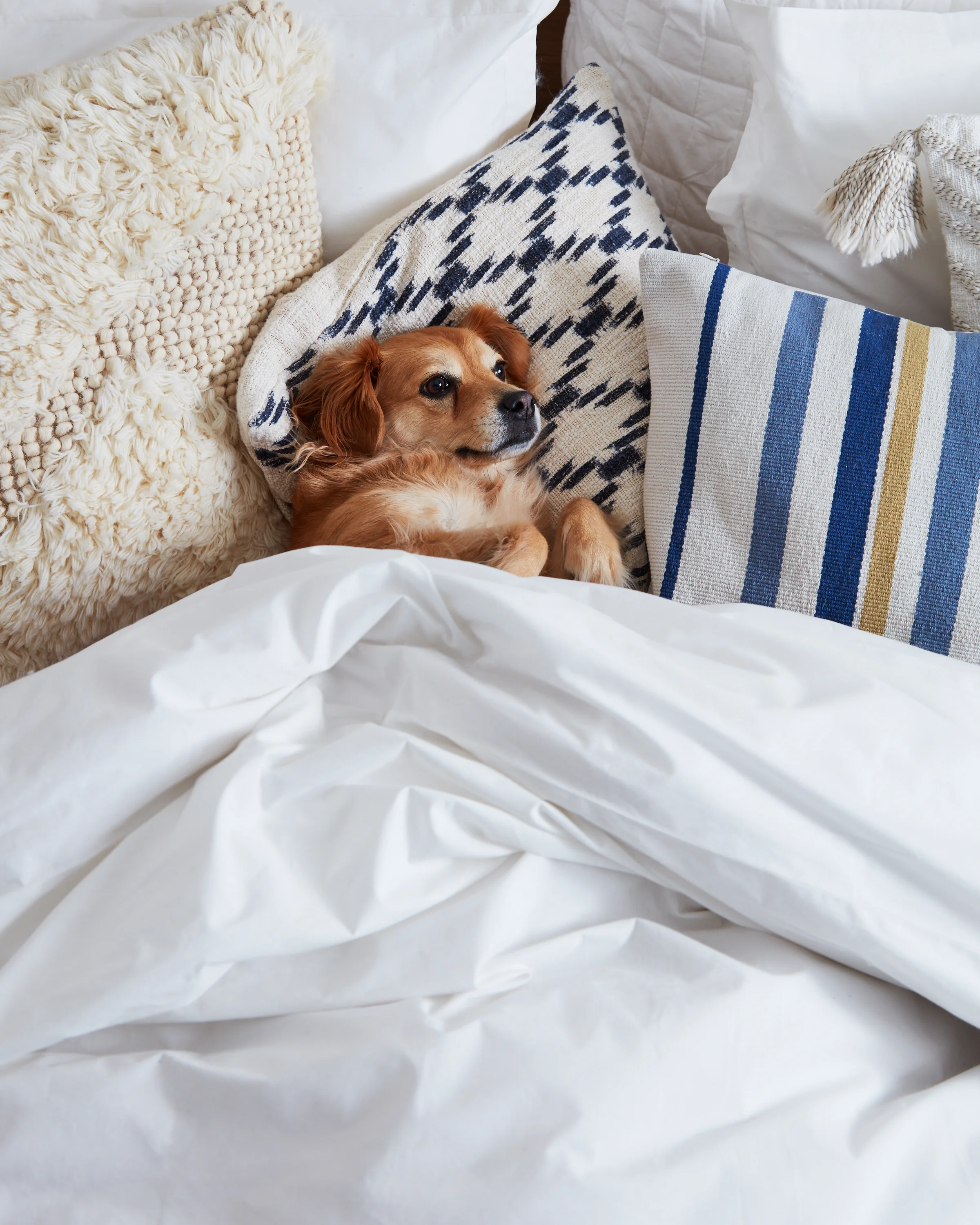 GB_AT_CStudio_07DogInBed_324.jpg
