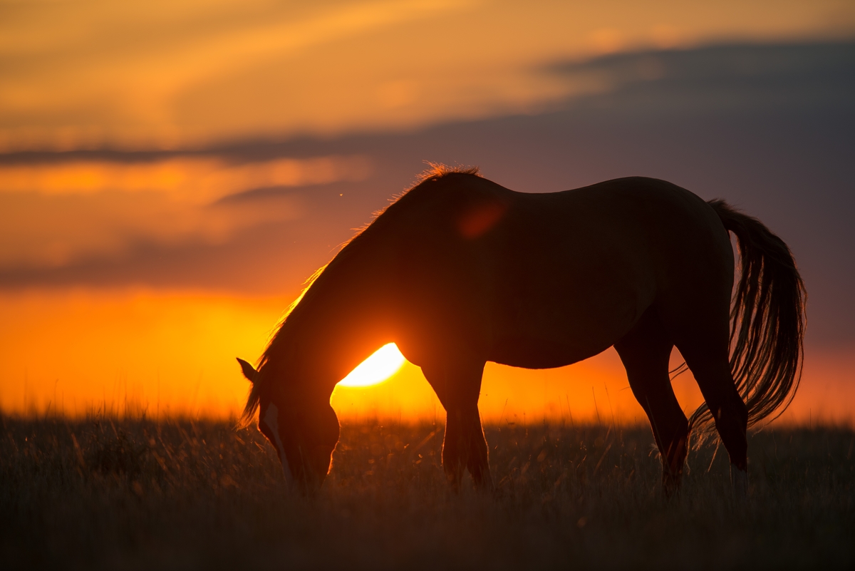 BOJDEN_HORSES-0517.jpg