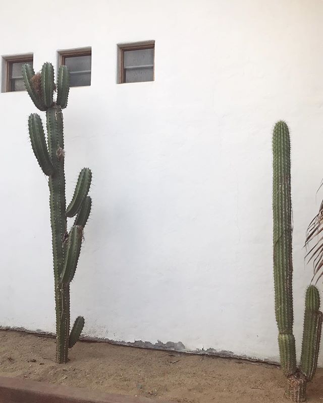 Minimalism in Mexico. Currently taking in the flora and fauna in Zipolite with the wonderful women of @real.retreats. Here to collaborate, play with bananas and remember to breathe.