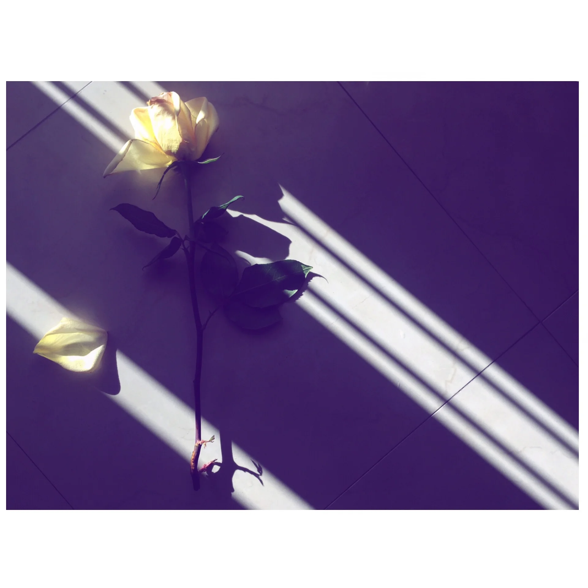 yellow rose.