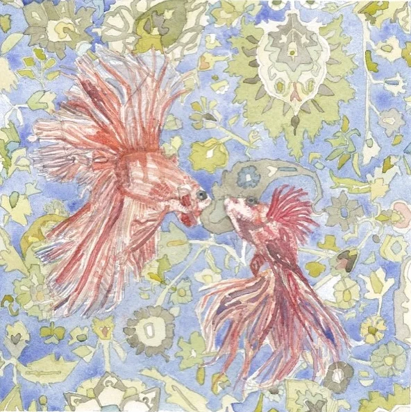 中国斗鱼 (Chinese Betta) 