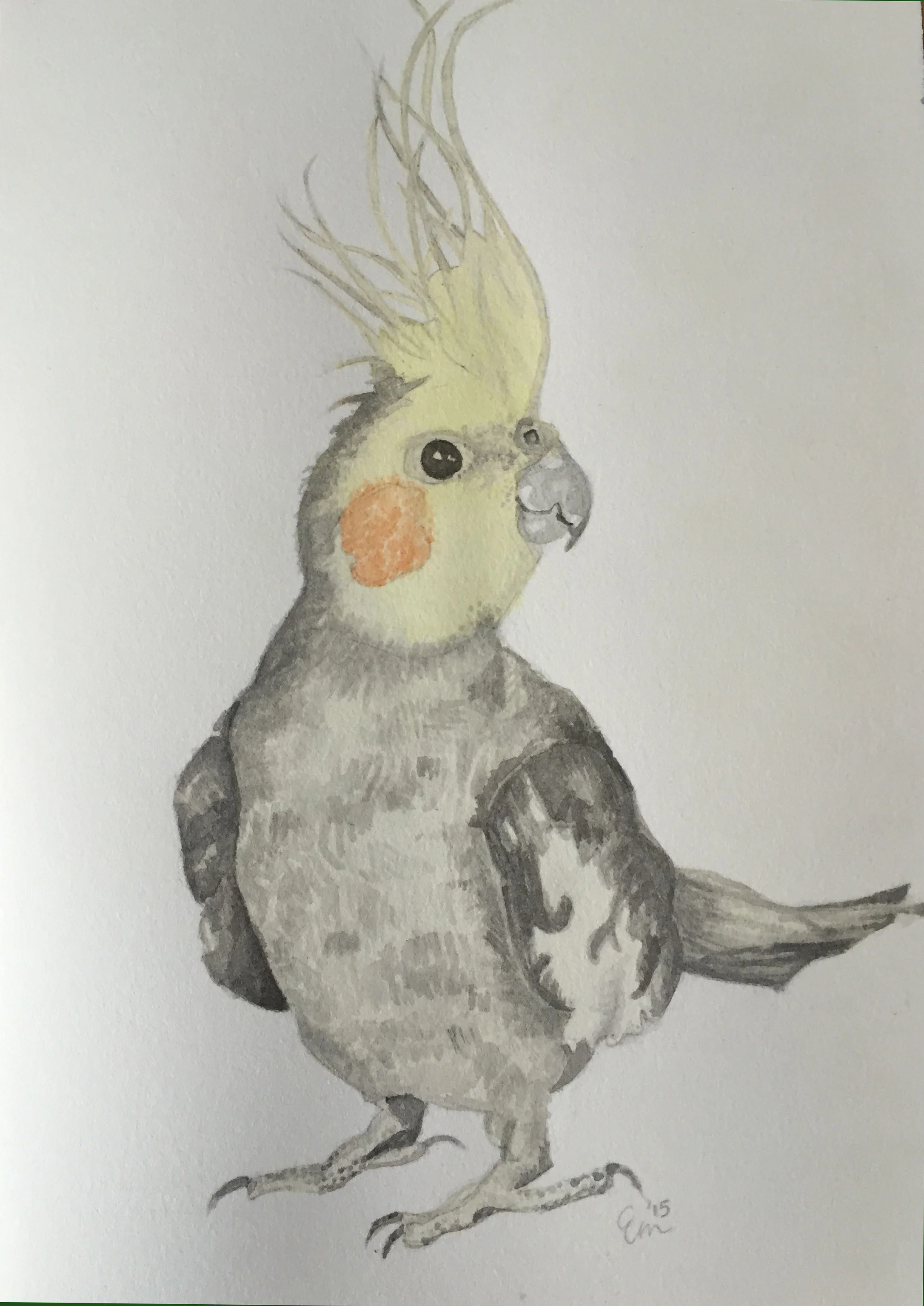 Untitled (Cockatiel)