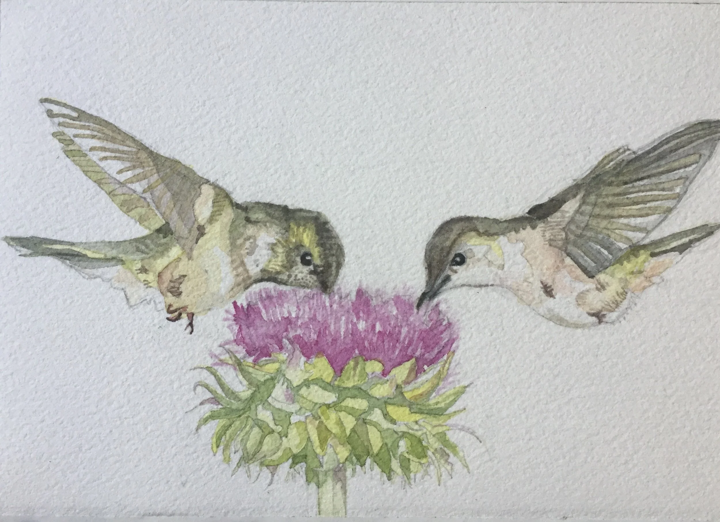 Hummingbirds in Thistle