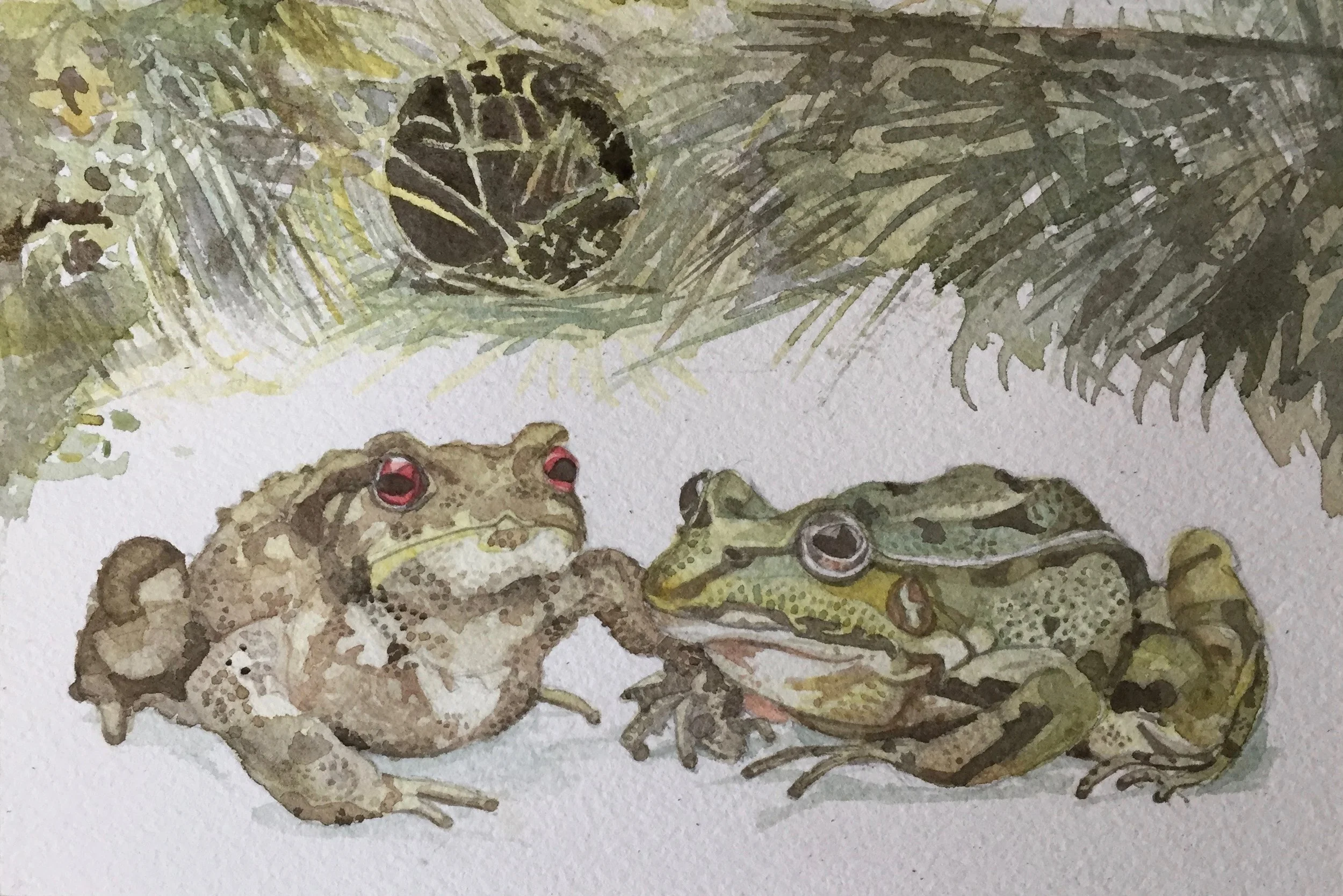 Davis Toad Tunnel 