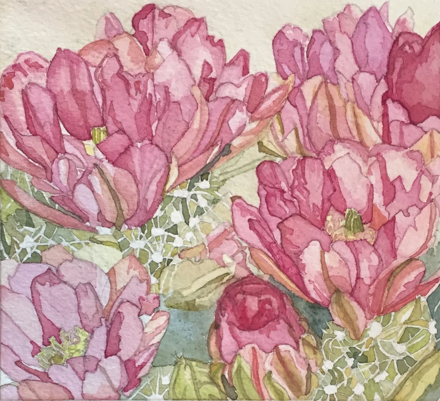 Untitled (Cactus Flowers 1)