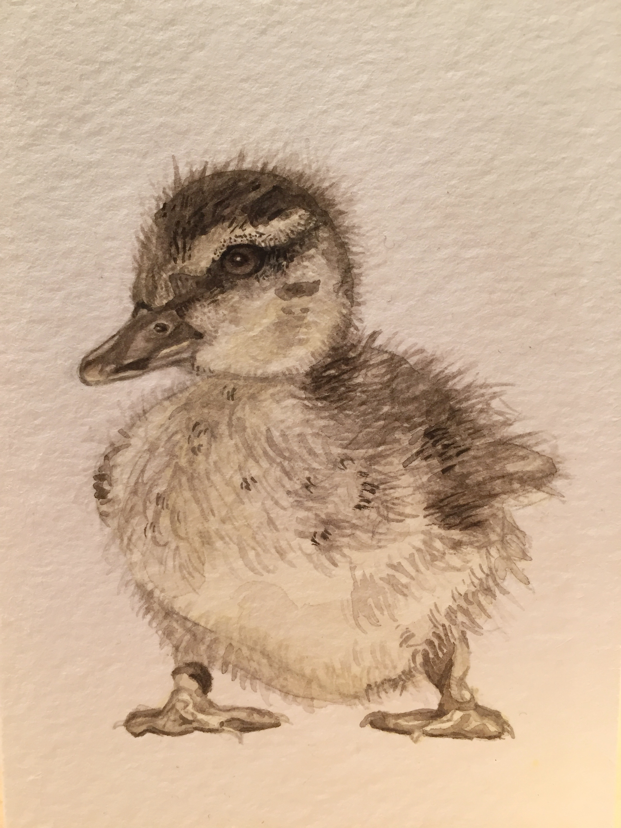 Untitled (Duckling)