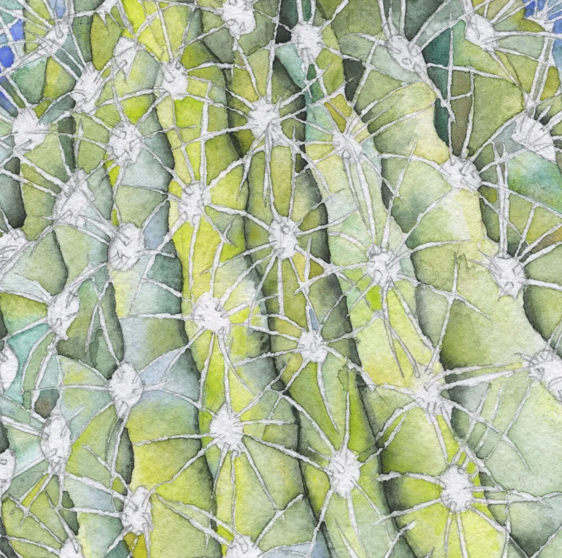 Cactus_scan_2.jpg