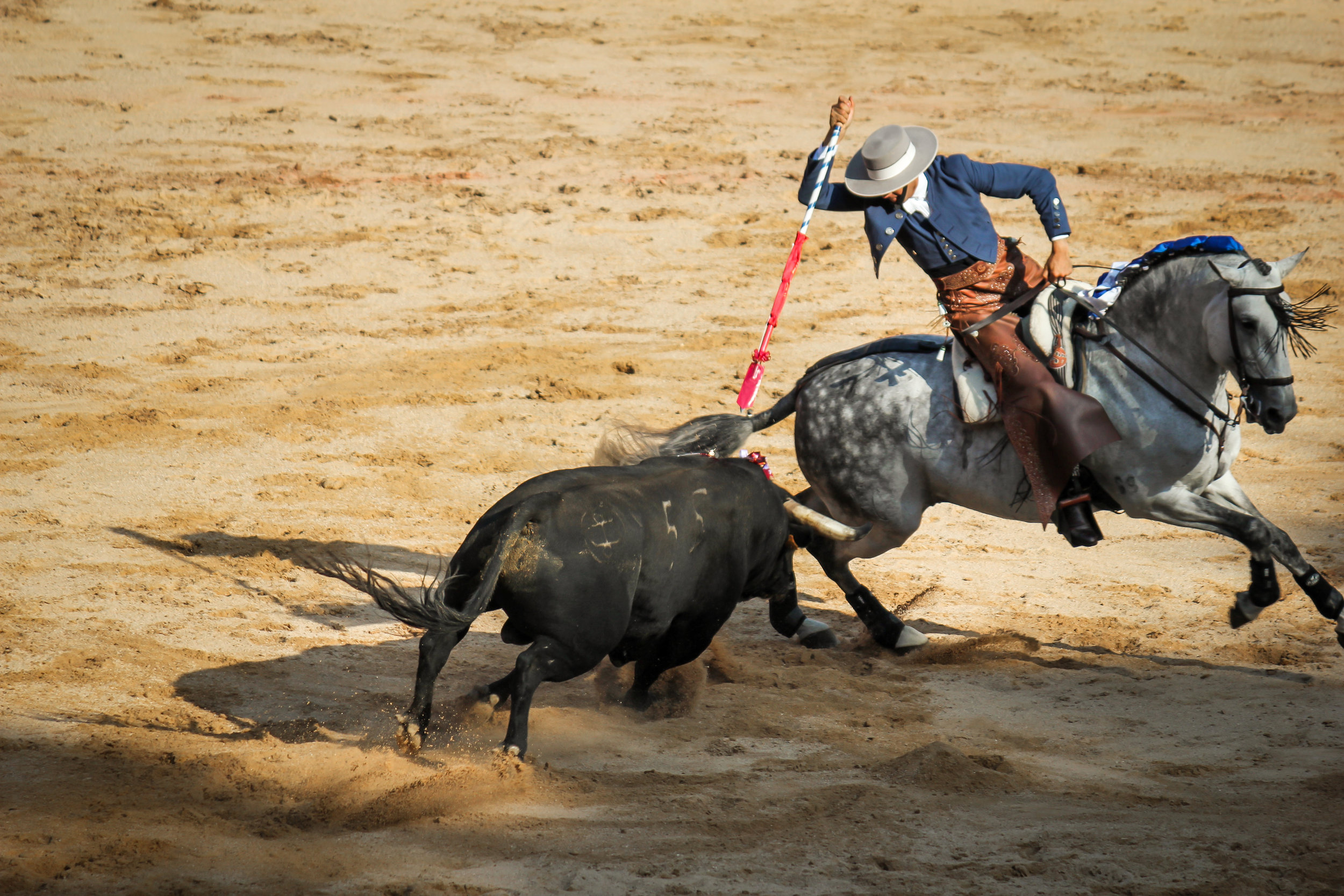 A bullfight from horseback. The picadores puncture the neck of the bull which weakens its main attack.
