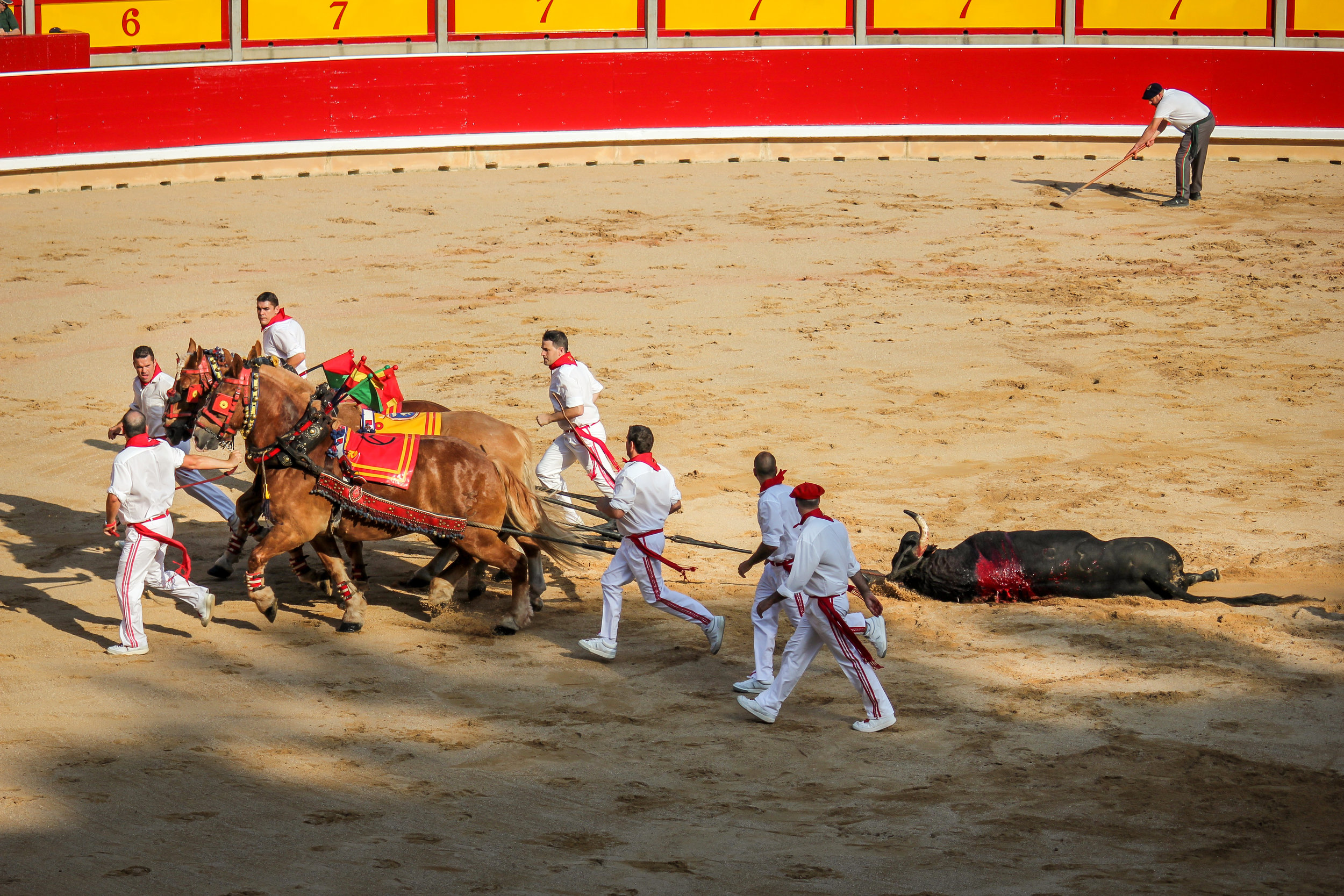 After the bull is killed it is removed by horses. The bulls are removed and the ring reset in as little as 3 minutes.