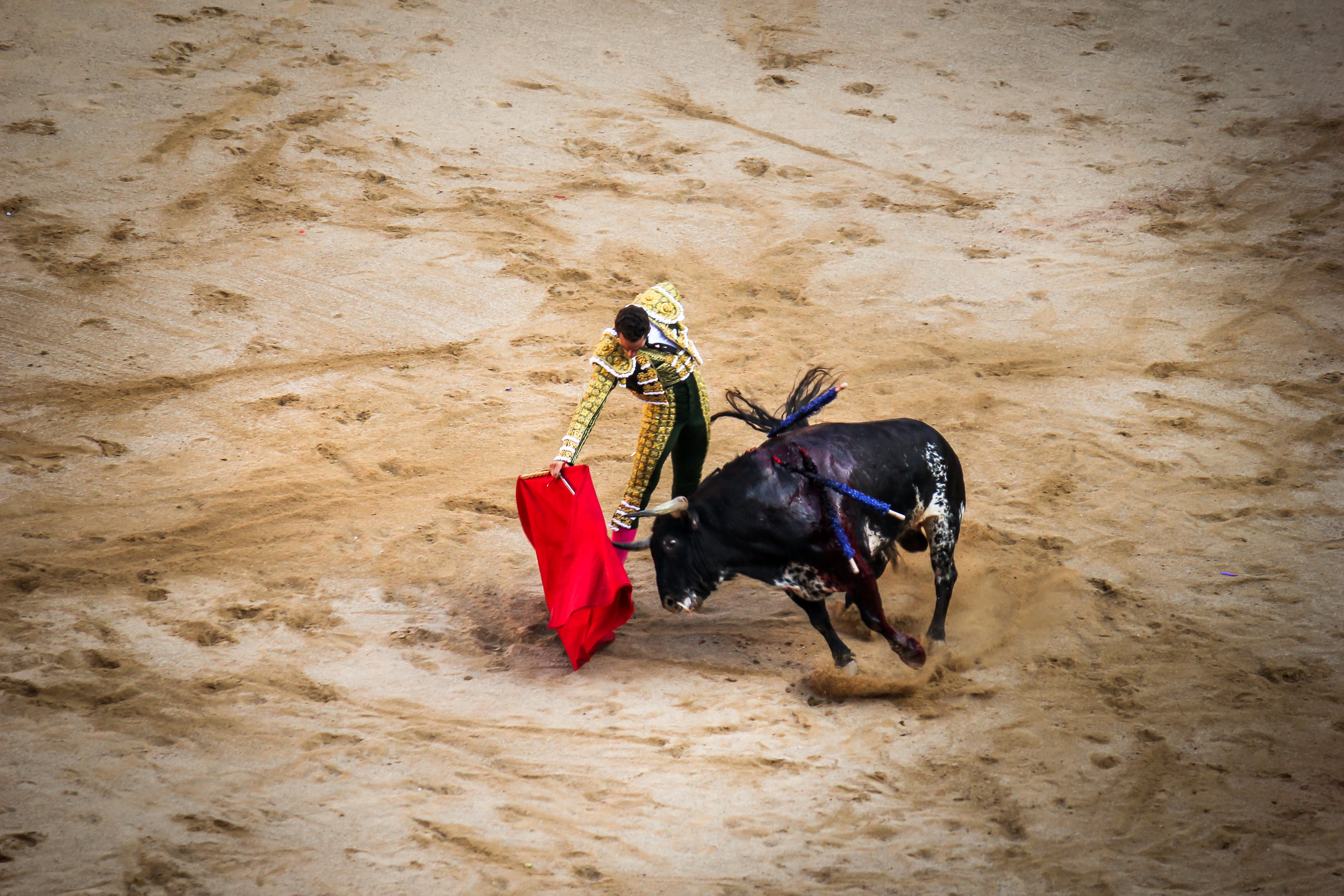 Dancing with the bulls.