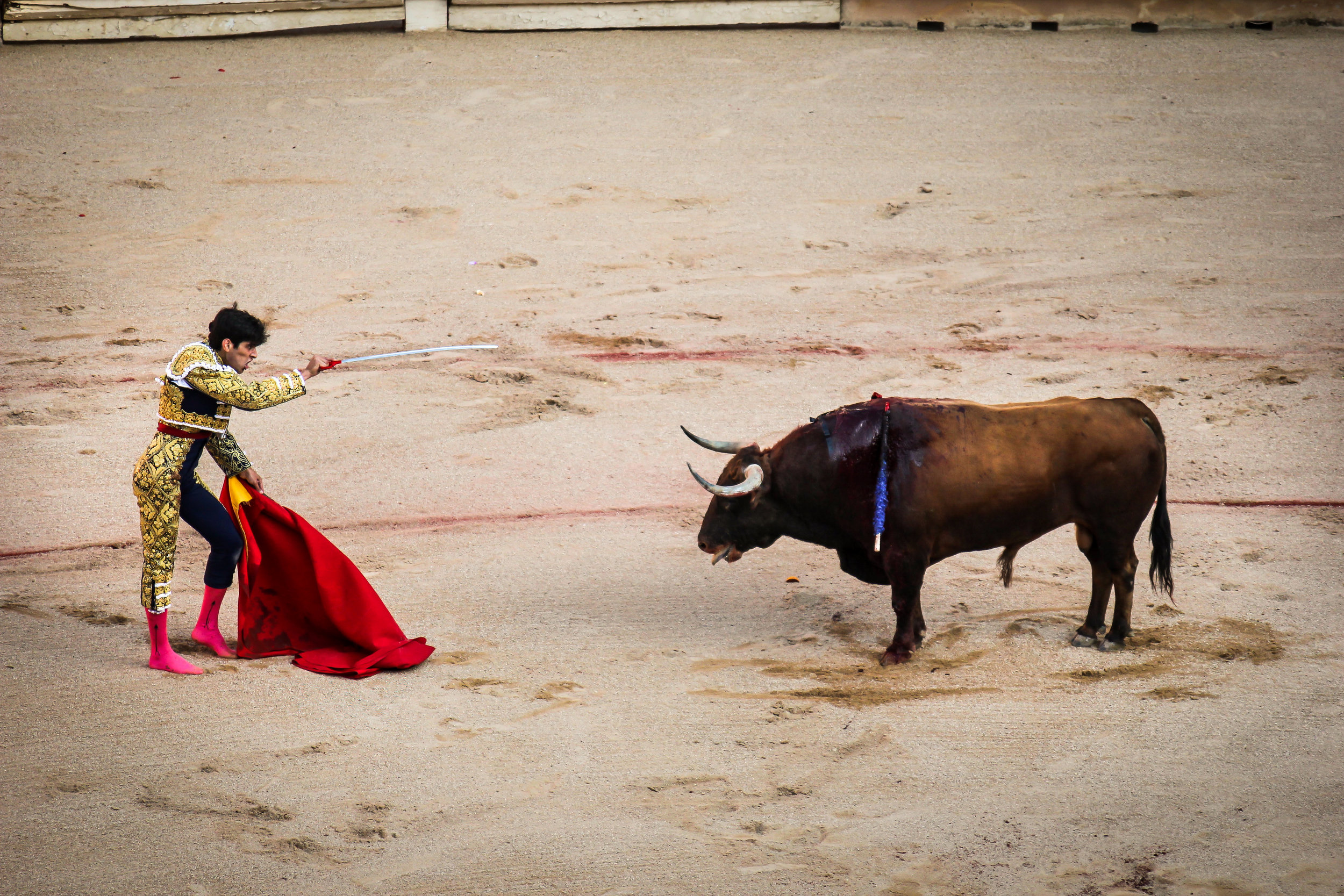 A matador takes his final aim before plunging at the bull with a meter long sword. 