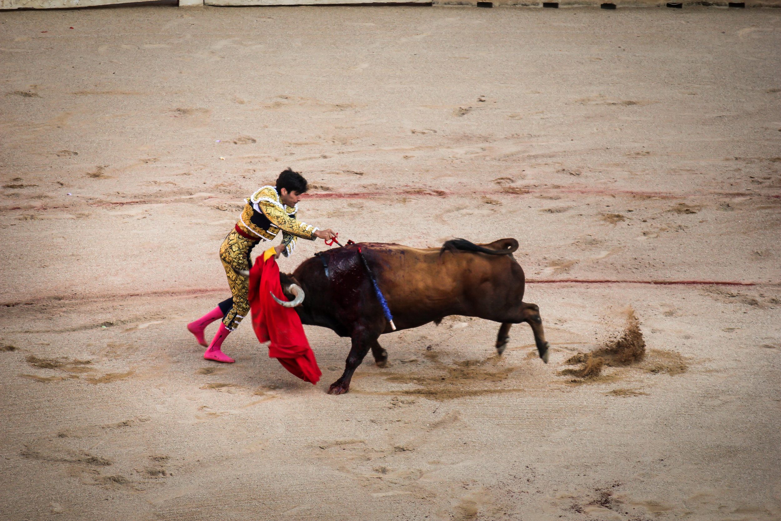 A successful job here is a clean stab with no visible bleeding. A missed stab can cause large amounts of blood to flow out of the bulls mouth and cause great suffering all resulting in low scores and boos from the crowd.