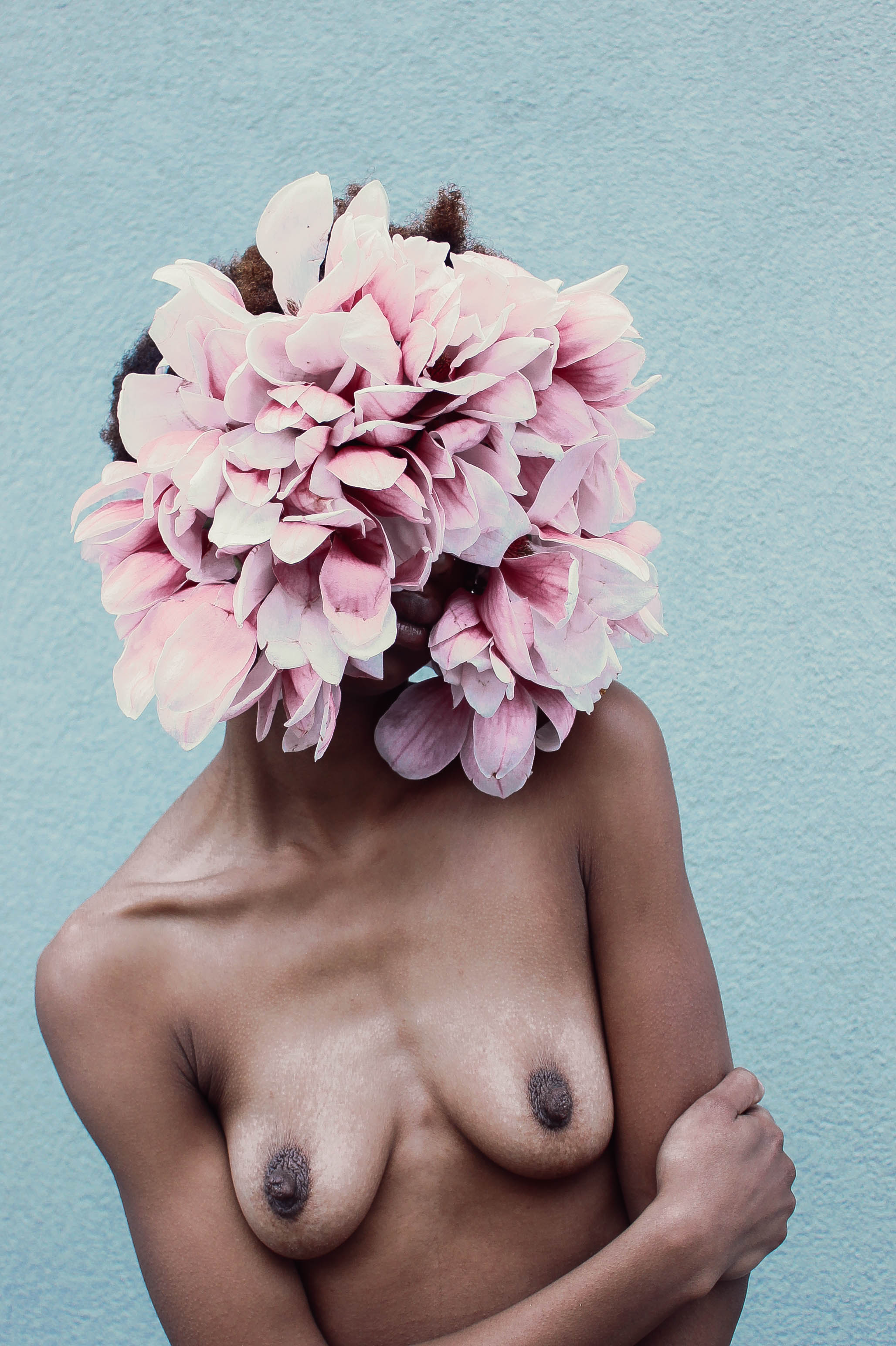 Tulip Magnolias.jpg
