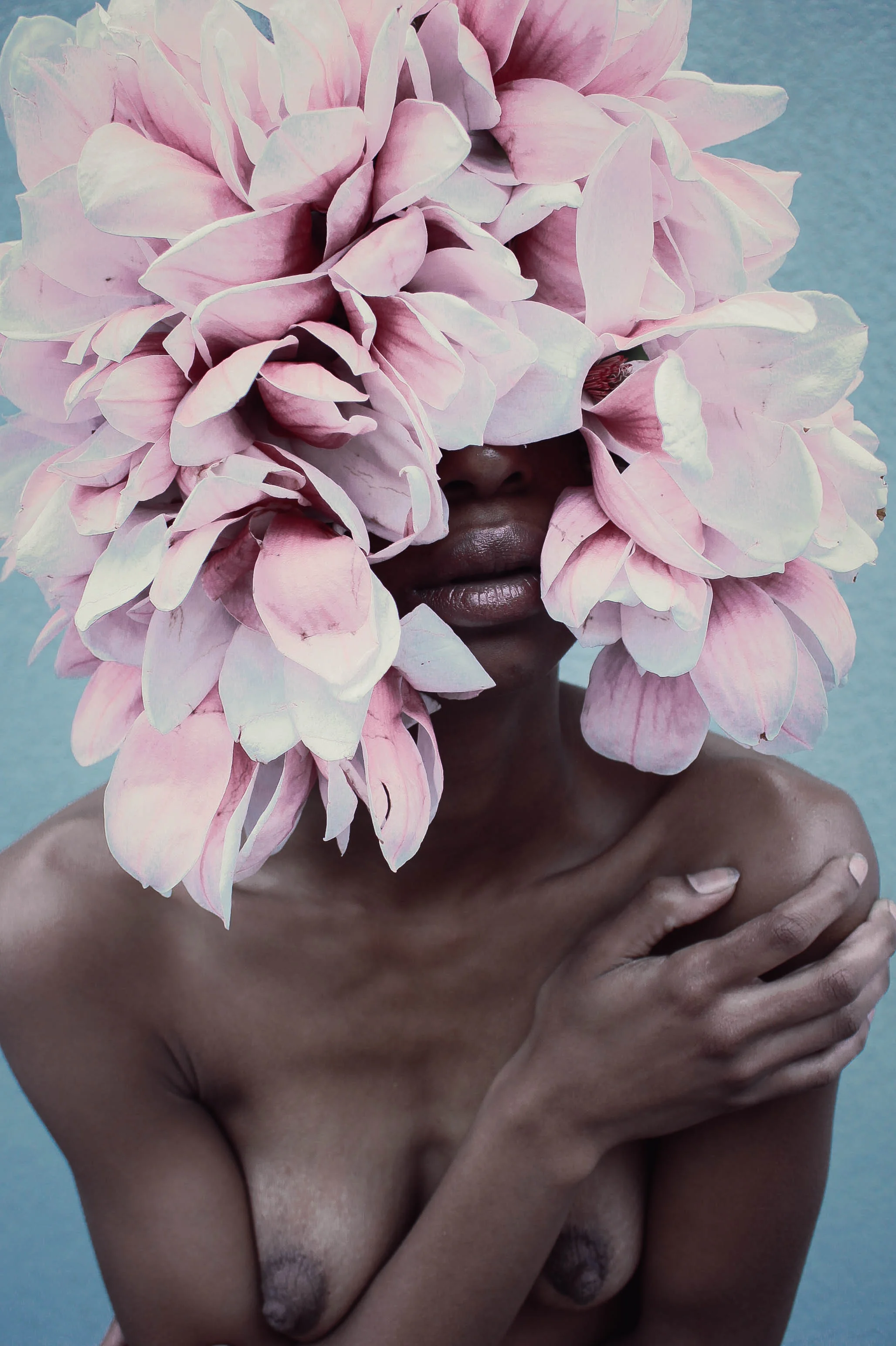 Tulip Magnolias 2.jpg
