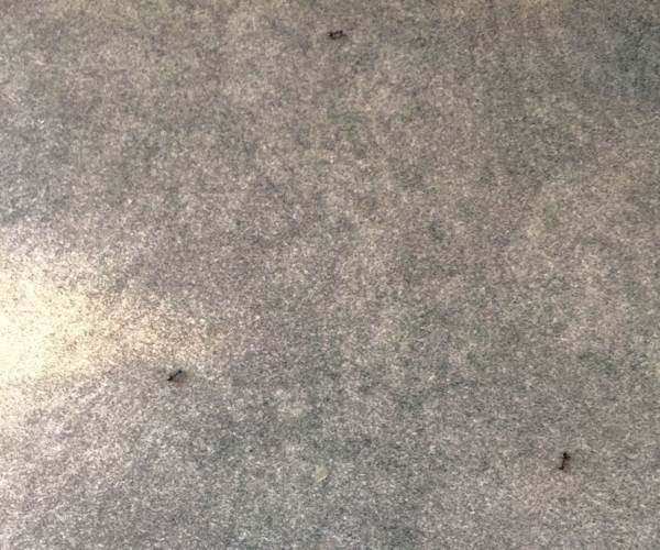 more ants-jpg