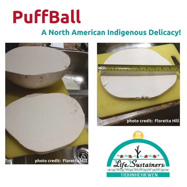 A perfect puffball!