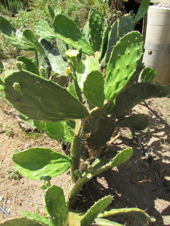 161_El_Sueno_Road_Cactus.jpg