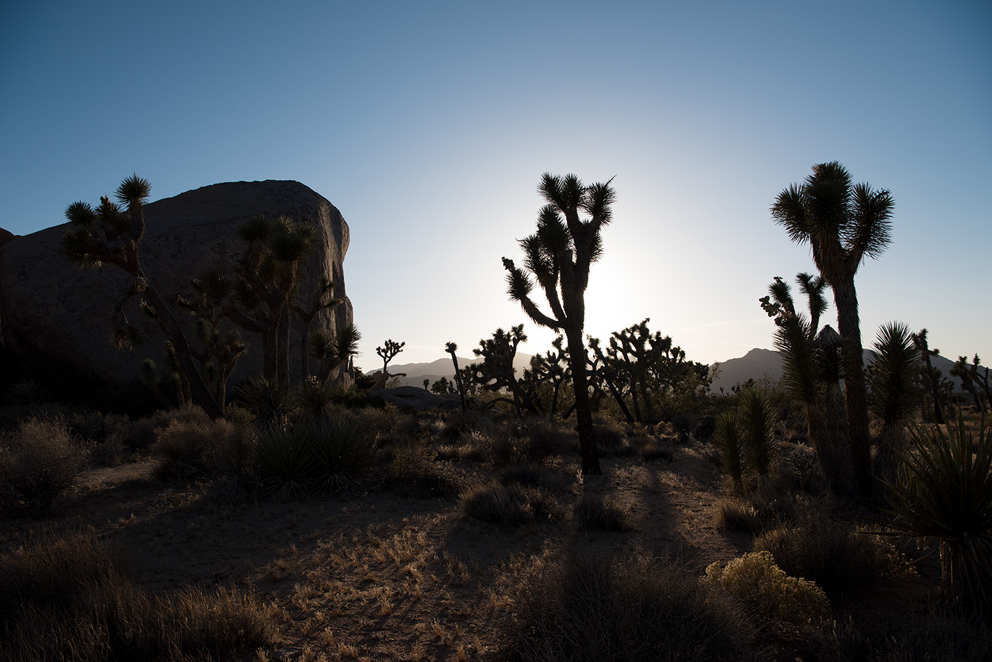 Joshua Tree, California