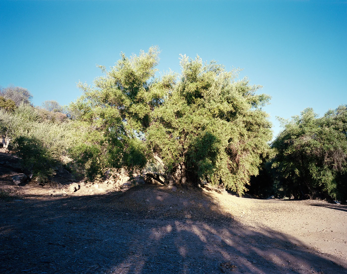Deborah_Farnault_Ojai_2018_04.jpg