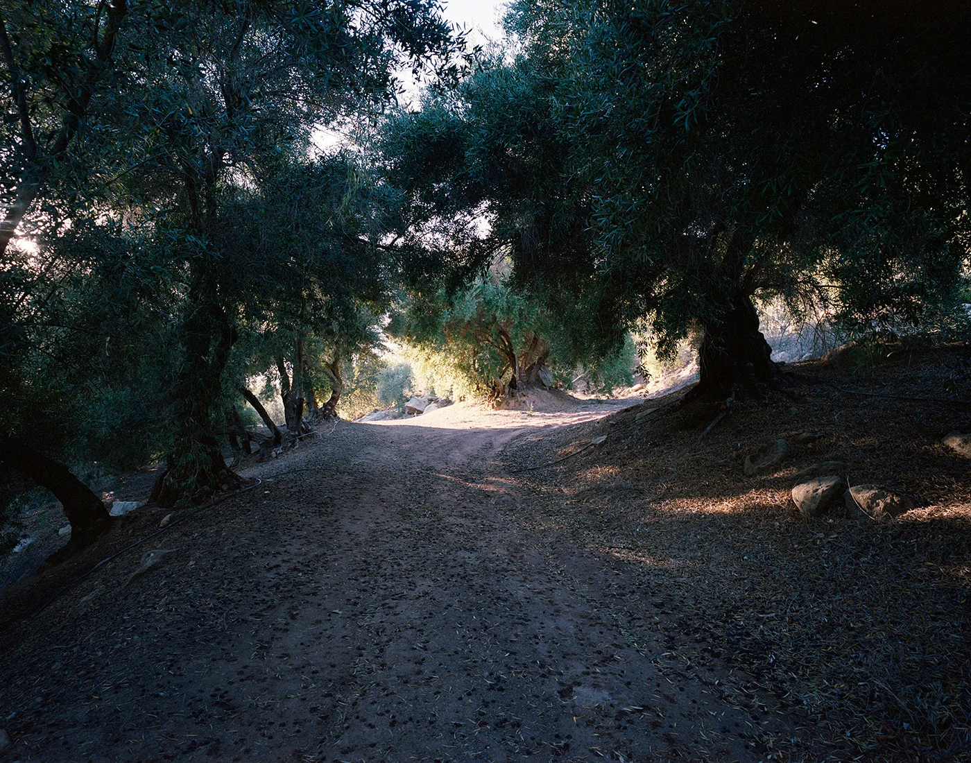 Deborah_Farnault_Ojai_2018_02_02.jpg