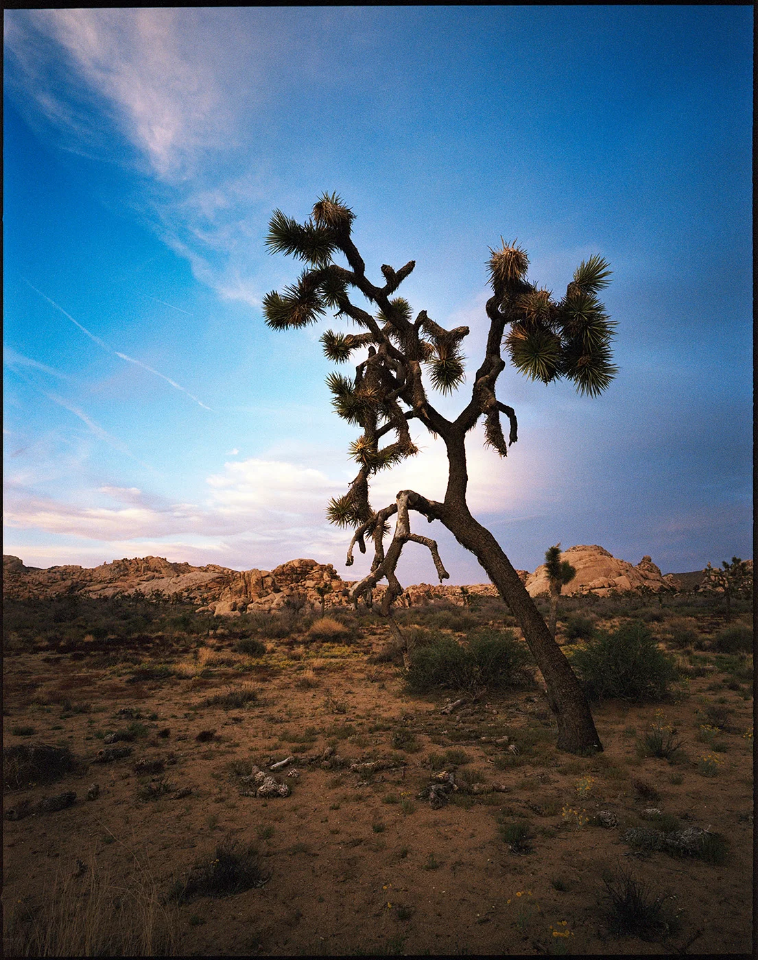 Deborah_Farnault_Joshua_Tree_CA_2018_06.jpg