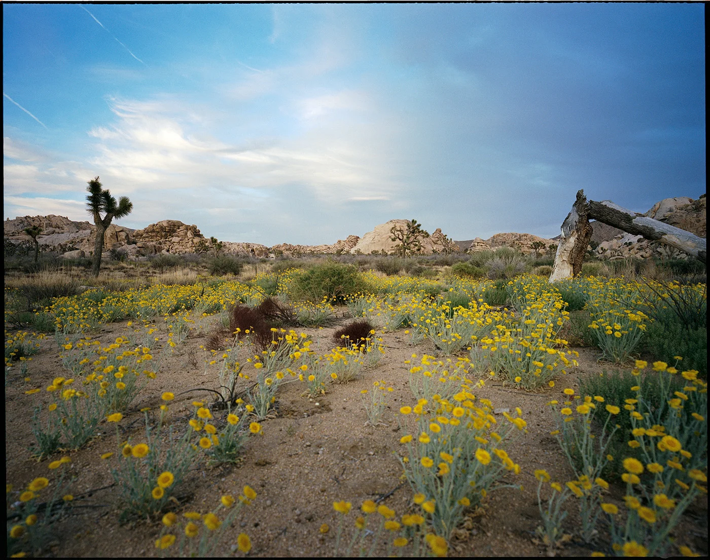 Deborah_Farnault_Joshua_Tree_CA_2018_04.jpg
