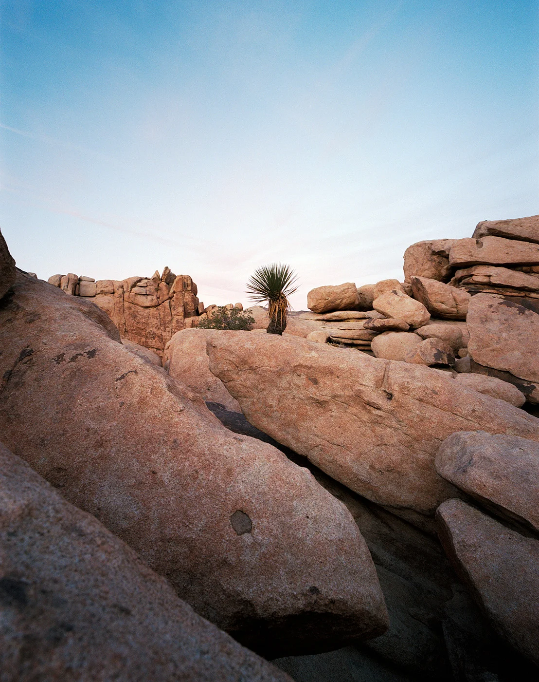 Deborah_Farnault_Joshua_Tree_2017_08.jpg
