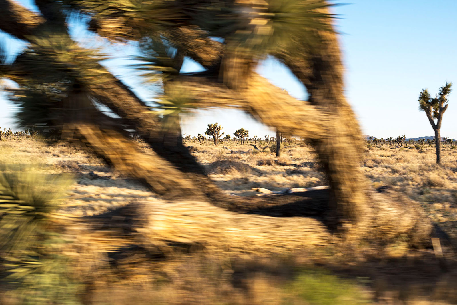 Deborah_Farnault_Joshua_Tree_2017-9383.jpg