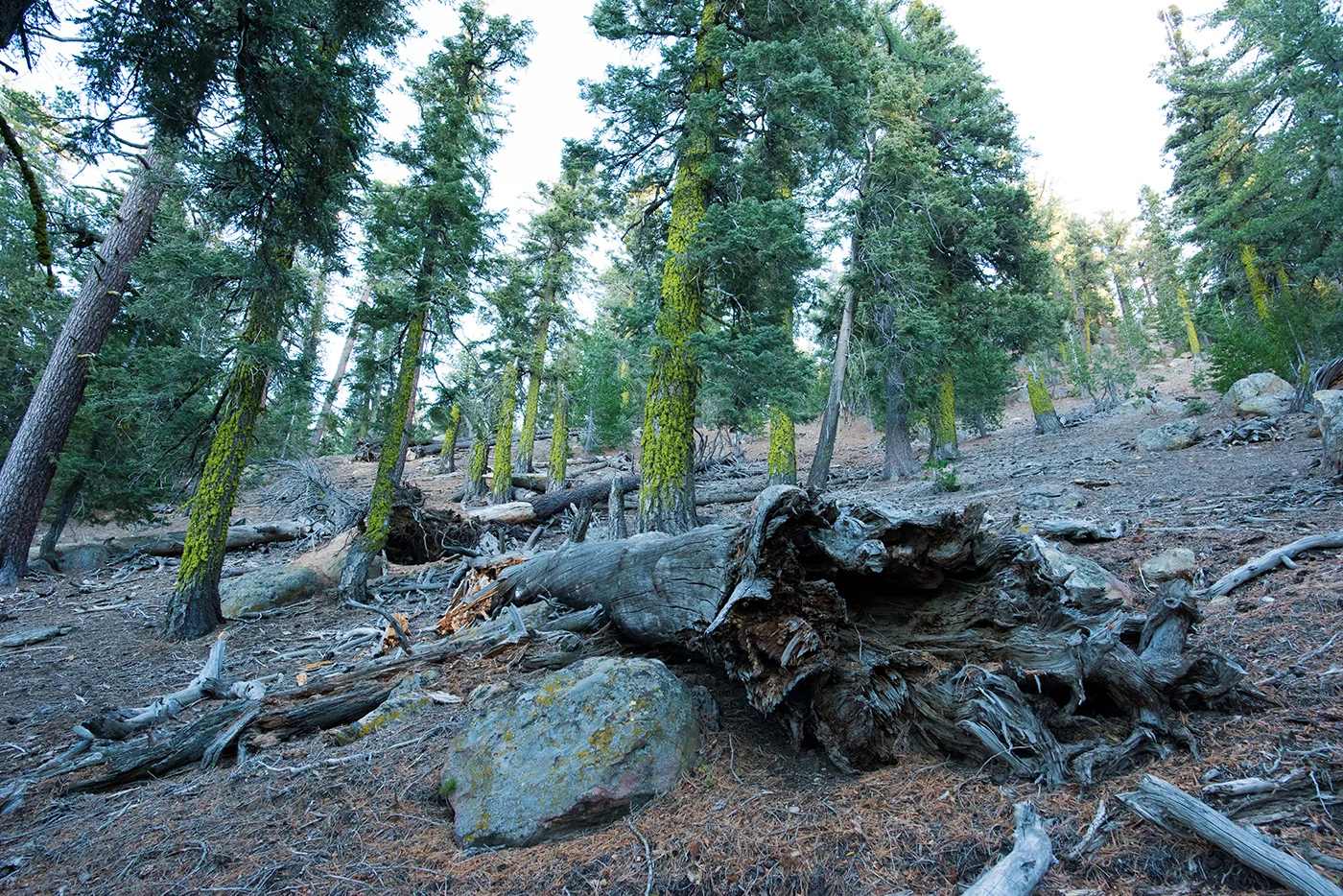 Deborah_Farnault_Sespe_Wilderness_CA_2016_DSC_6000.jpg