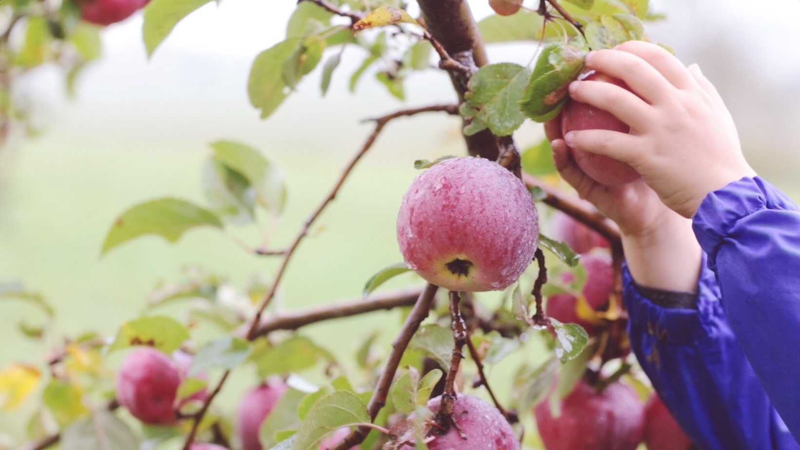 windsweptcider 2.JPG