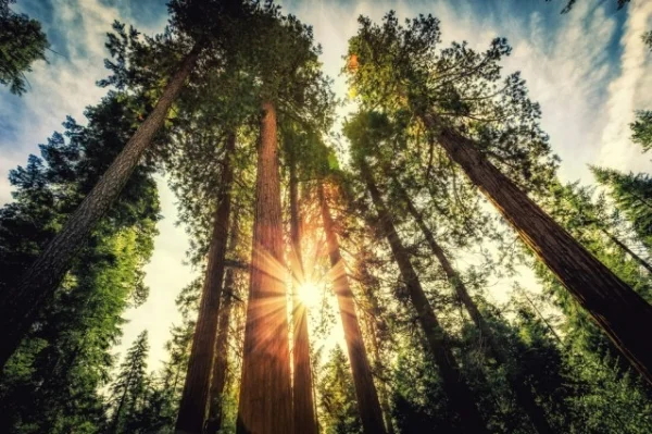 ca_big_trees.jpg