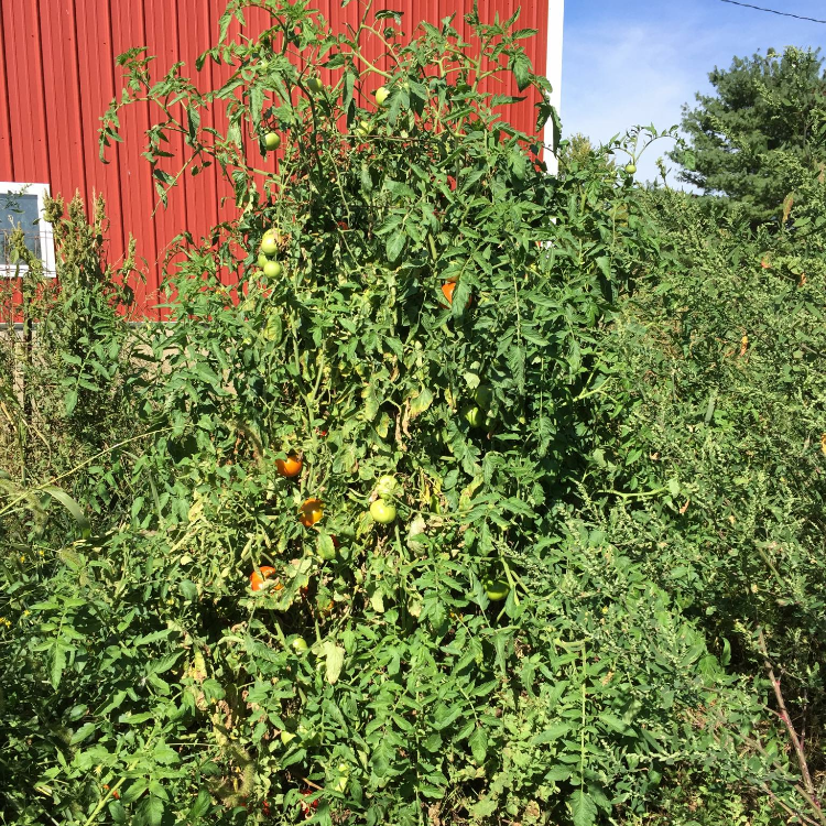 Gardening... and Grace