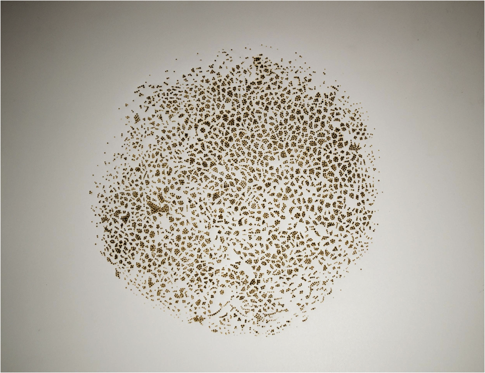 Micro: A cross section of Sclerotium x 1000 (e. roscina, 2016, burnt paper)
