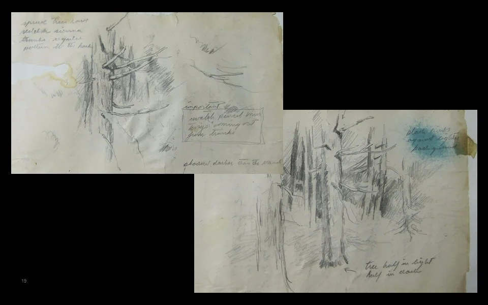  Study: &nbsp;Spruce trees 