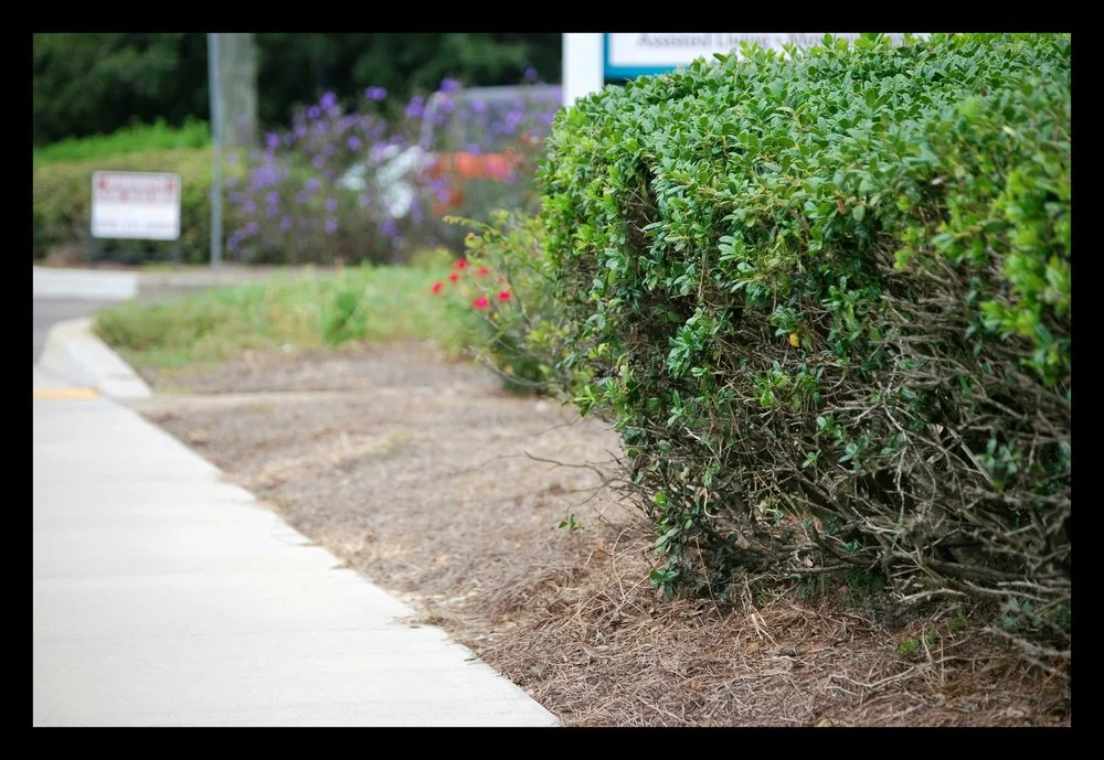 We understand the science behind grass cutting, fertilization, weed control, and irrigation.