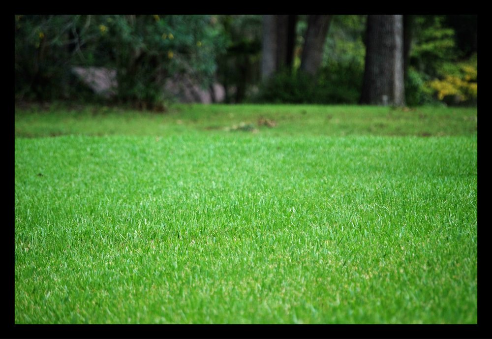 Tallahassee+Green+Grass-min.jpg