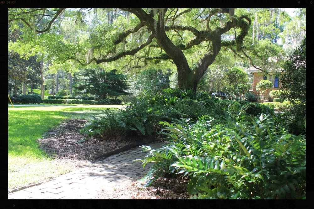 Lawn care is about establishing a healthy structure for your lawn.