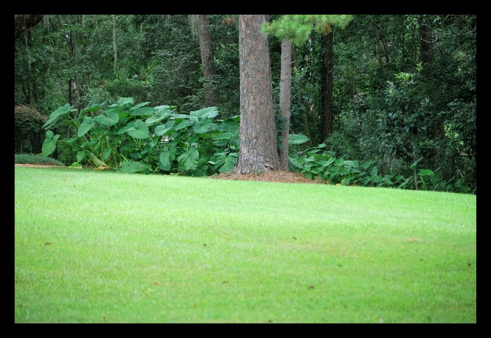 Tallahassee+lawn+care+control-min.jpg