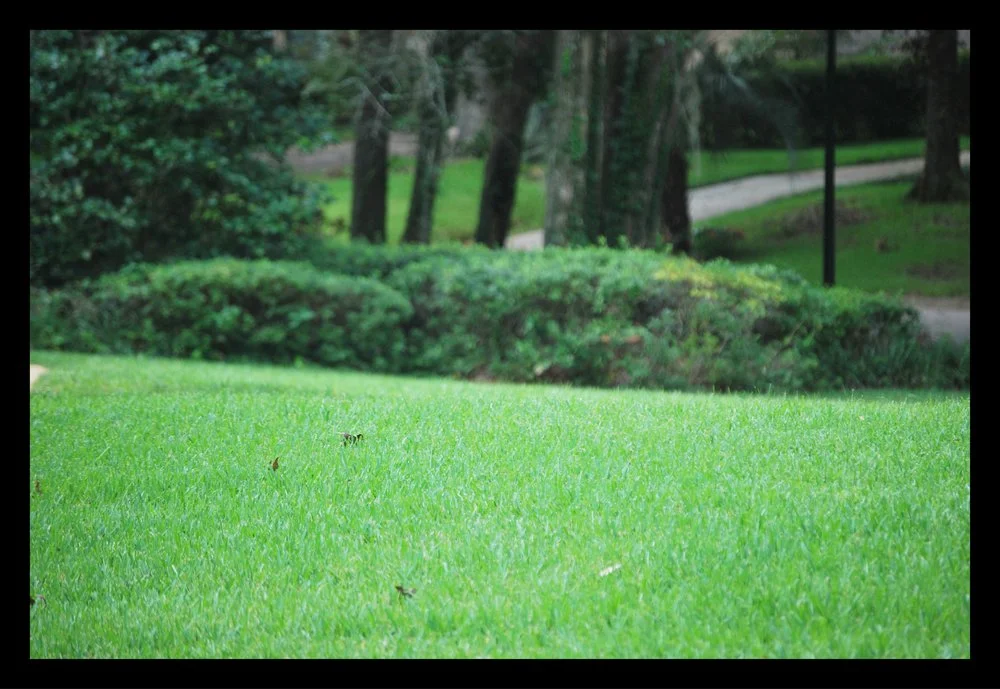 Tallahassee+lawn+care+Florida-min.jpg