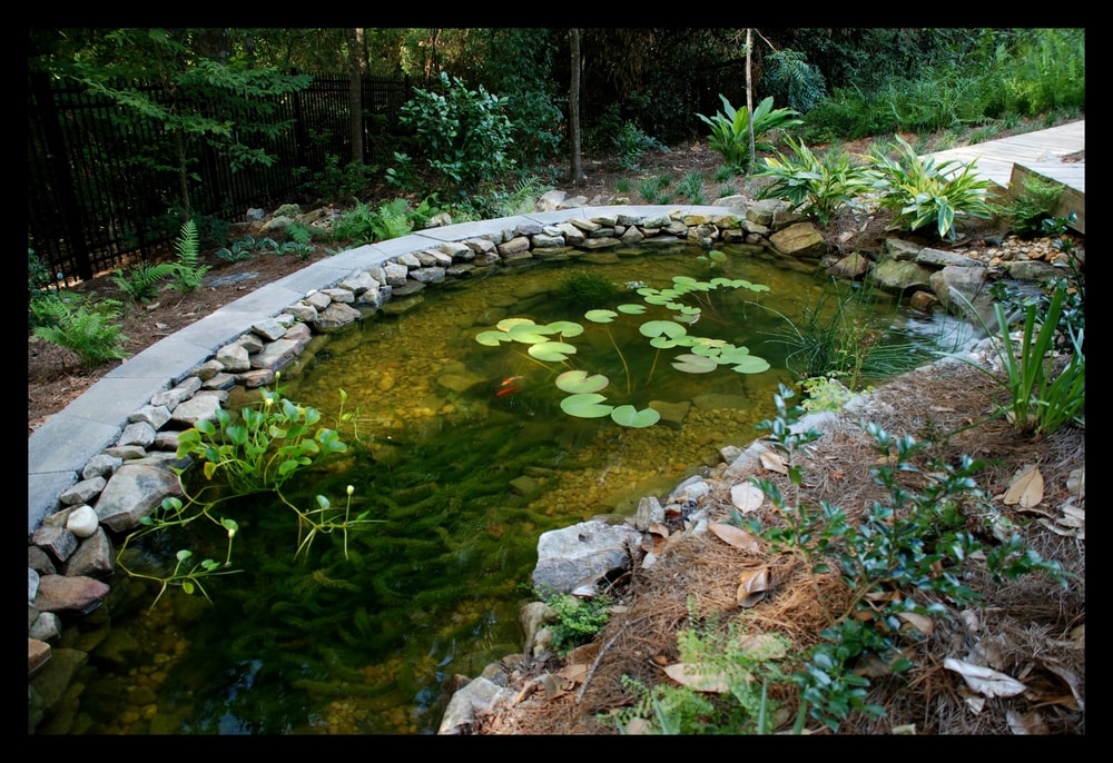 Framed+aqua+feature+pond-min.jpg