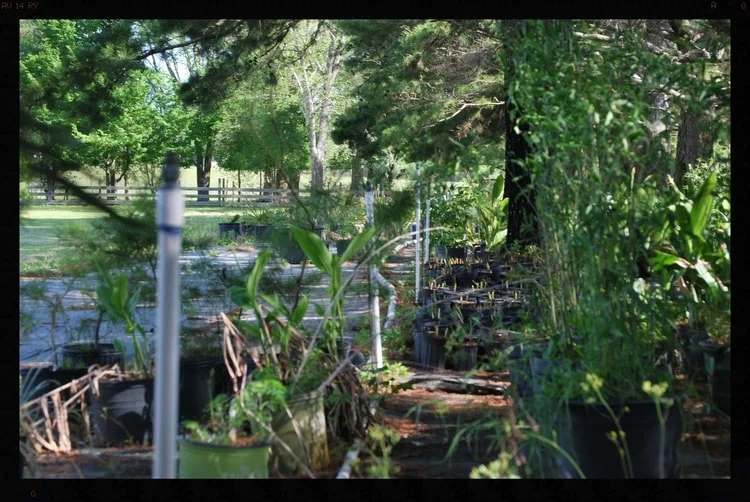 Tallahassee+Nursery+10-min.jpg