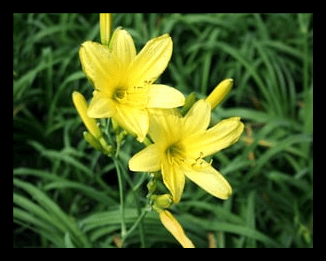 Daylily 'Yangtze'